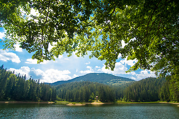 Image showing Beautiful pine trees on  mountains