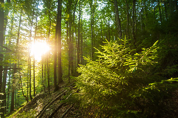 Image showing Beautiful pine trees on  mountains