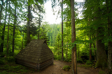 Image showing Beautiful pine trees on  mountains