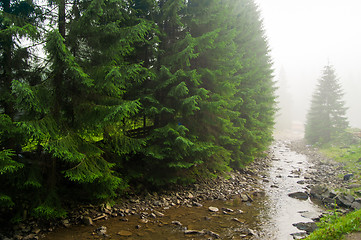 Image showing Beautiful pine trees on  mountains