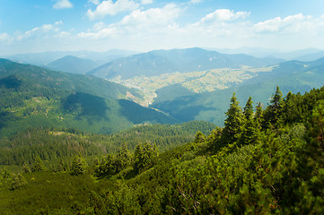 Image showing Beautiful pine trees on  mountains