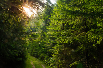 Image showing Beautiful pine trees on  mountains