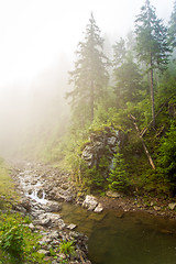 Image showing Beautiful pine trees on  mountains