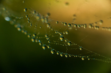Image showing The web with water drops