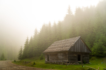 Image showing Beautiful pine trees on  mountains