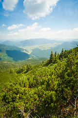 Image showing Beautiful pine trees on  mountains