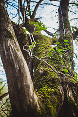 Image showing Forest landscape with mossy tree