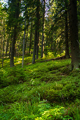 Image showing Beautiful pine trees on  mountains