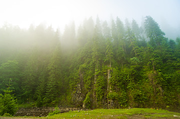 Image showing Beautiful pine trees on  mountains