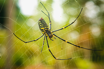 Image showing female Golden Web Spider 