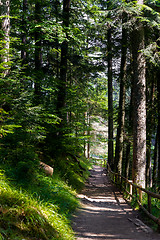 Image showing Beautiful pine trees on  mountains