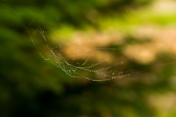 Image showing The web with water drops