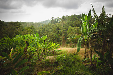 Image showing jungle of Thailand