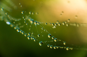 Image showing The web with water drops