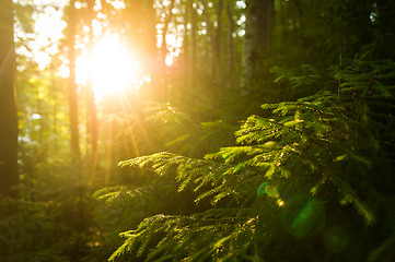 Image showing Beautiful pine trees on  mountains