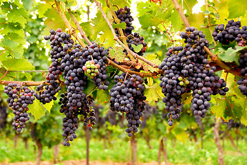 Image showing Red grapes