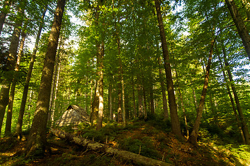 Image showing Beautiful pine trees on  mountains