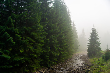 Image showing Beautiful pine trees on  mountains