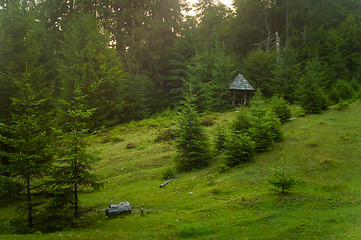 Image showing Beautiful pine trees on  mountains