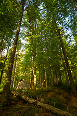 Image showing Beautiful pine trees on  mountains