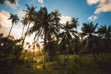 Image showing jungle of Thailand