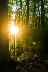 Image showing Beautiful pine trees on  mountains