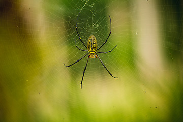 Image showing female Golden Web Spider 