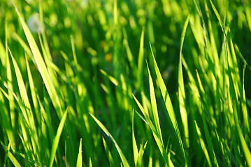 Image showing Green grass