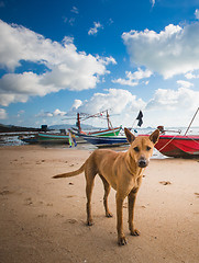 Image showing  beautiful dog on the beach and  boats in background