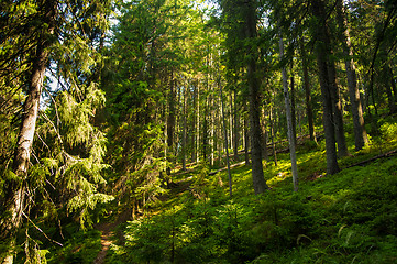 Image showing Beautiful pine trees on  mountains