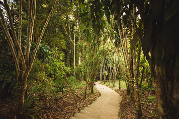 Image showing jungle of Thailand