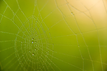 Image showing The web with water drops