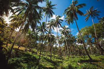 Image showing jungle of Thailand