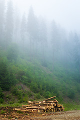 Image showing Beautiful pine trees on  mountains