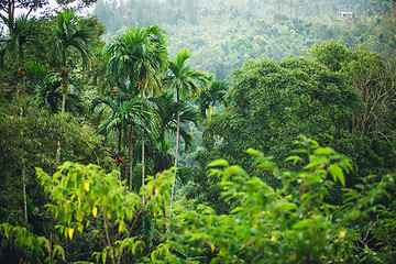 Image showing jungle of Thailand