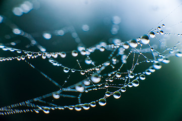 Image showing The web with water drops