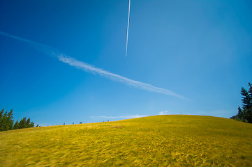 Image showing Beautiful pine trees on  mountains