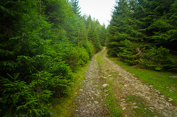 Image showing Beautiful pine trees on  mountains