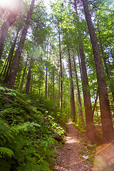 Image showing Beautiful pine trees on  mountains