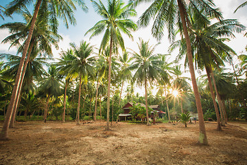 Image showing jungle of Thailand