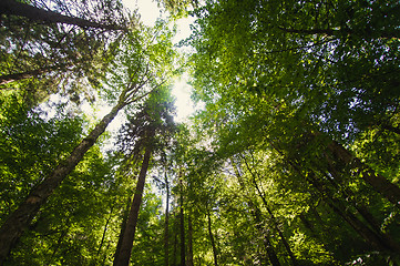 Image showing Beautiful pine trees on  mountains