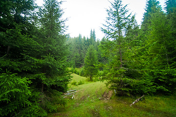 Image showing Beautiful pine trees on  mountains