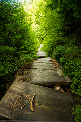 Image showing Beautiful pine trees on  mountains