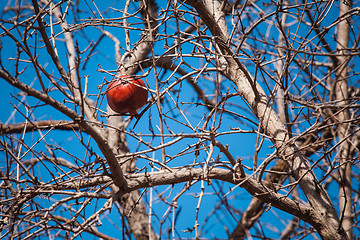Image showing Dried pomegranate on tree