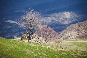 Image showing The antique city Uplistsikhe, Georgia