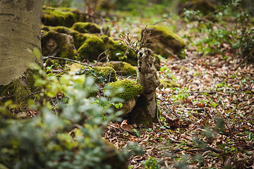 Image showing mossy tree in forest