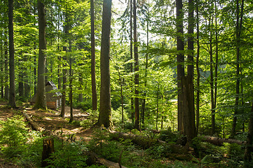 Image showing Beautiful pine trees on  mountains