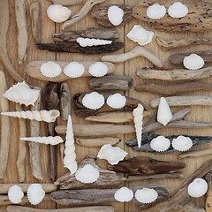 Image showing Shell and Rustic Driftwood  