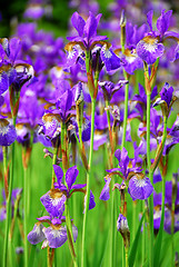 Image showing Irises