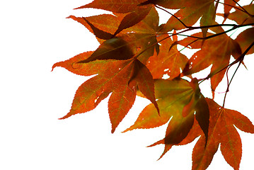 Image showing Japanese maple